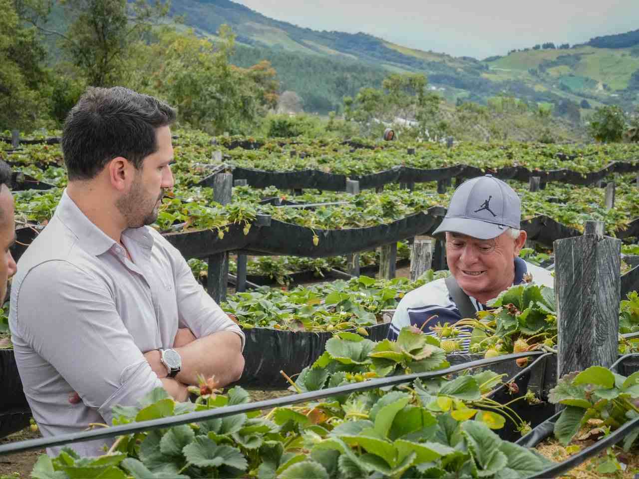 Sonsón fortalece su liderazgo agropecuario con histórico crecimiento en la producción de fresa