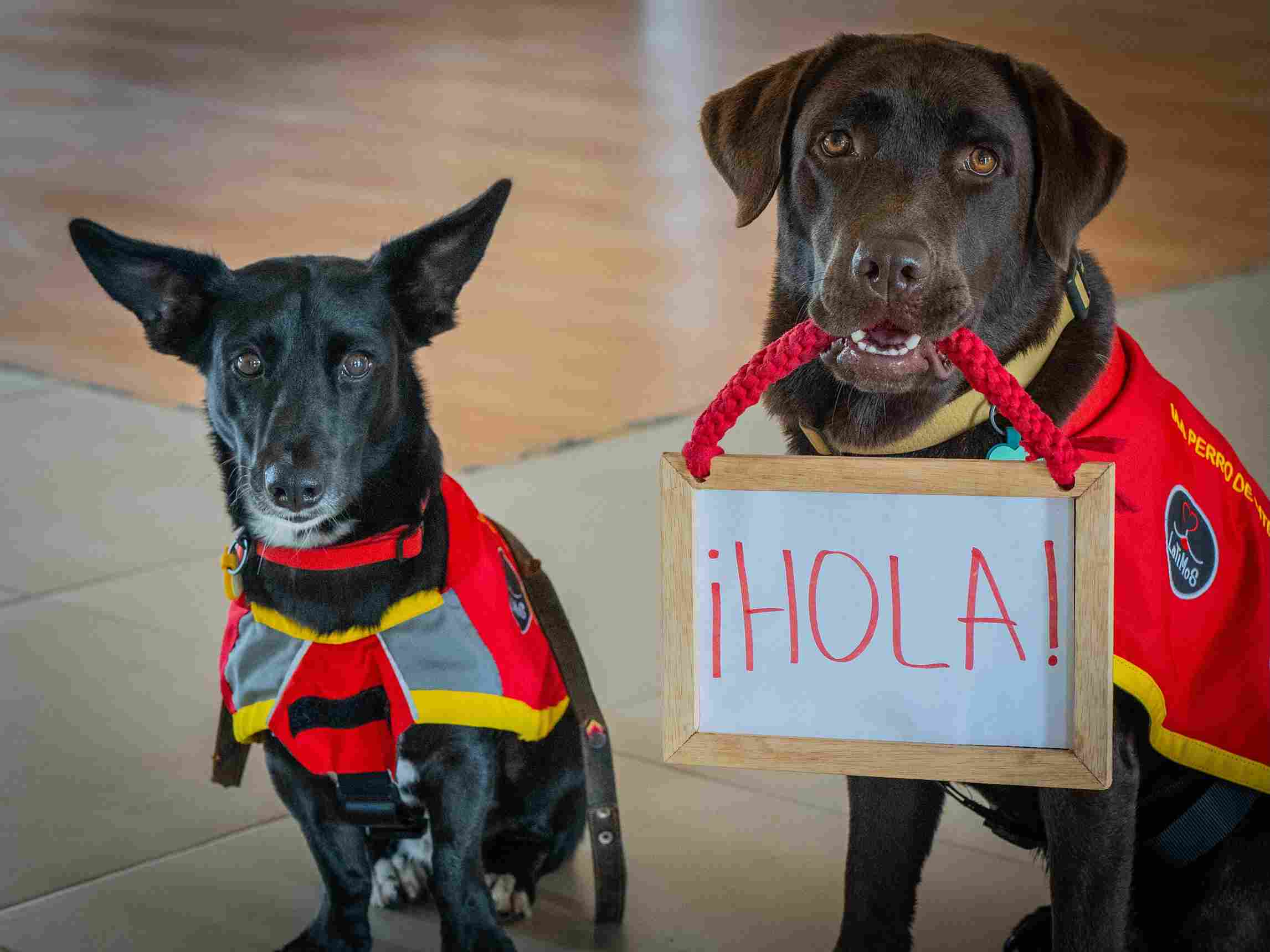 Sonsón promueve el bienestar animal y la tenencia responsable en las instituciones educativas